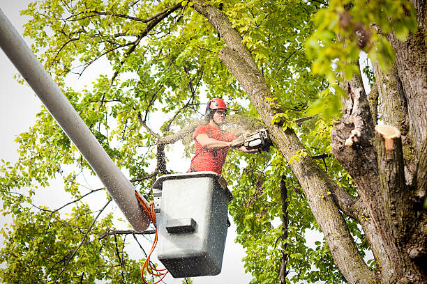 Best Arborist Consultation Services  in Orange City, FL